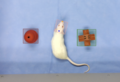 Label Studio rat between toys.png