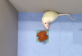 Label Studio rat head nose interaural.png